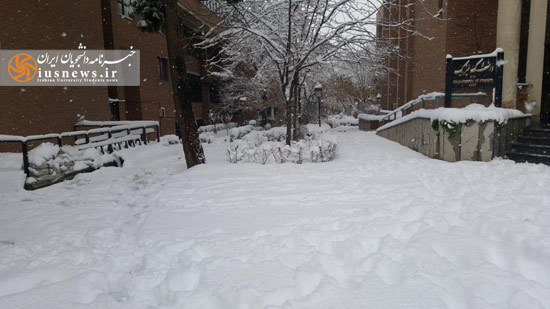 تصاویری دیدنی از بارش برف در دانشگاه شریف